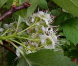 Crataegus sanguinea. Соцветие (вид со стороны чашечек). Тверская обл., Весьегонский р-н, ур. Пьяная поляна, сосновый лес, реликт культуры. 4 июня 2020 г.