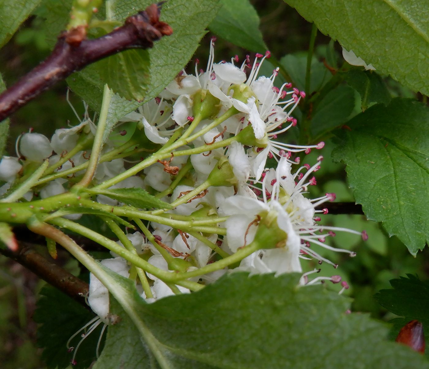 Image of Crataegus sanguinea specimen.
