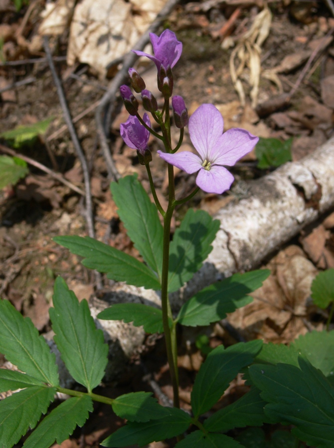 Изображение особи Cardamine quinquefolia.