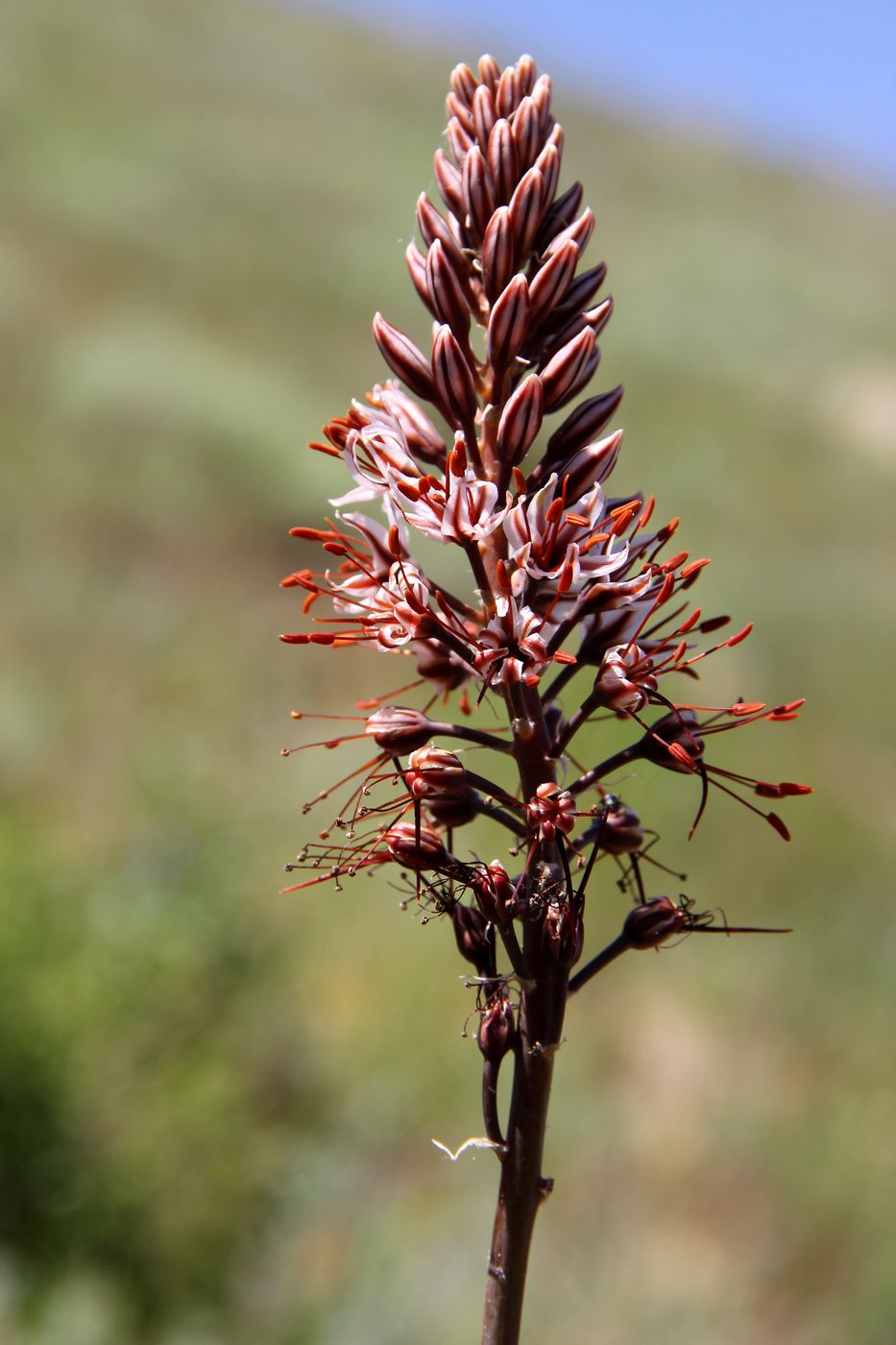 Image of Eremurus nuratavicus specimen.
