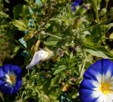 Convolvulus tricolor