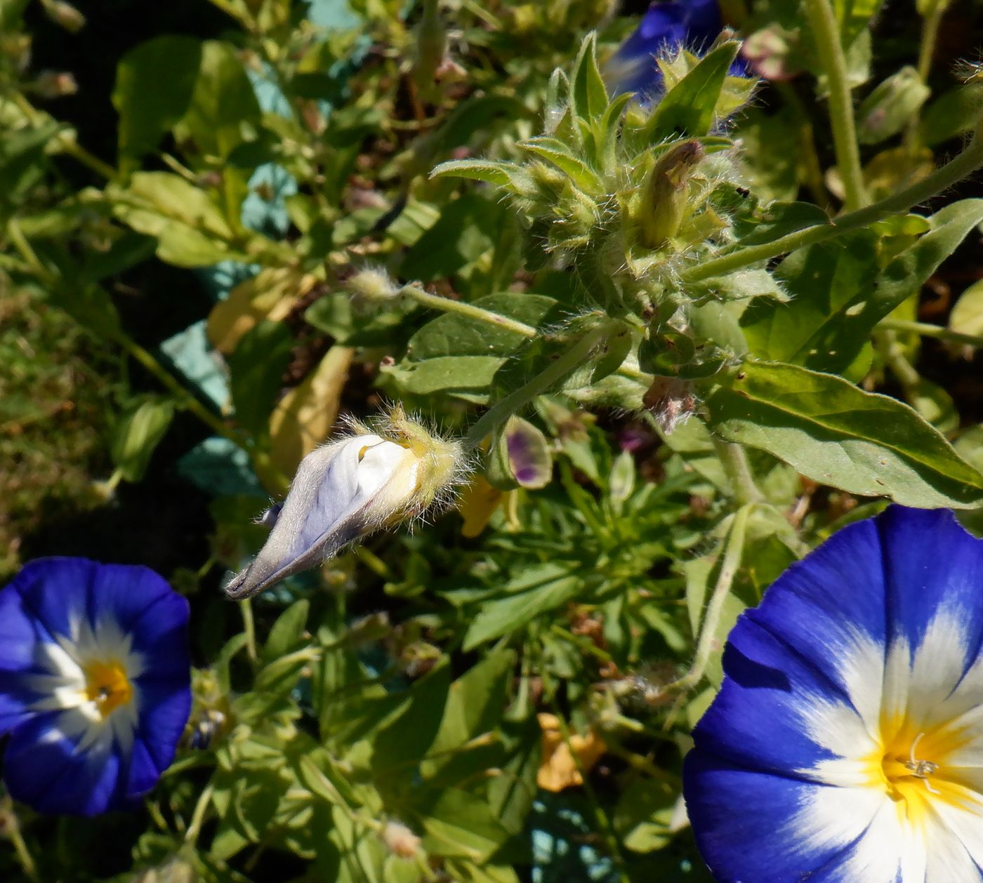 Изображение особи Convolvulus tricolor.