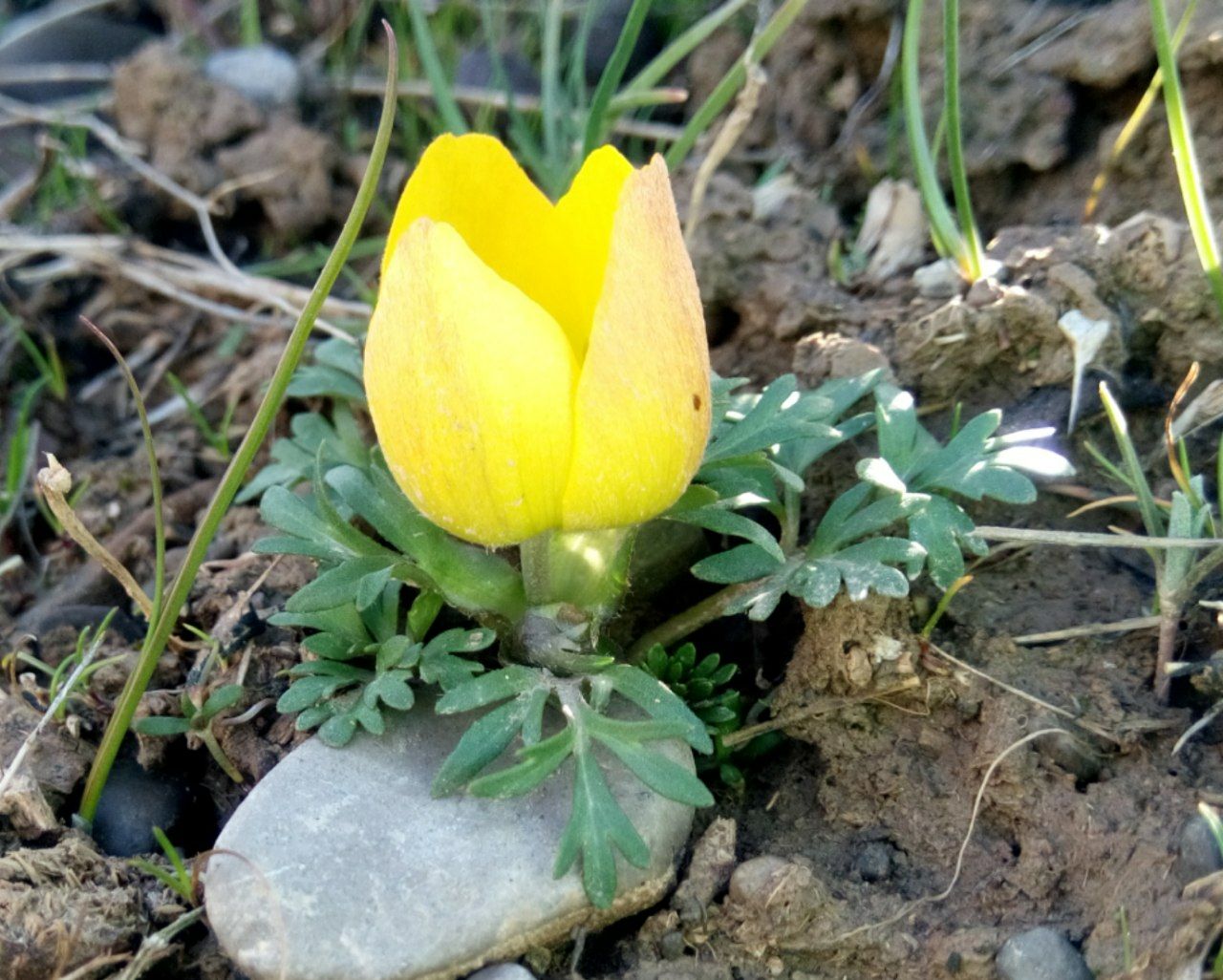 Image of Anemone baissunensis specimen.