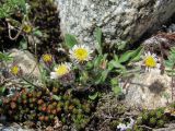 Erigeron uniflorus