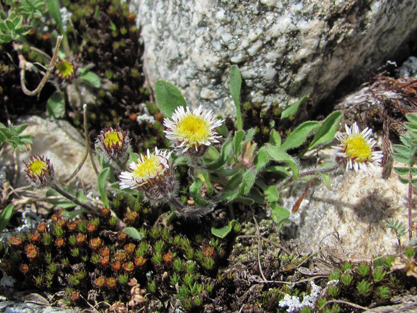 Изображение особи Erigeron uniflorus.