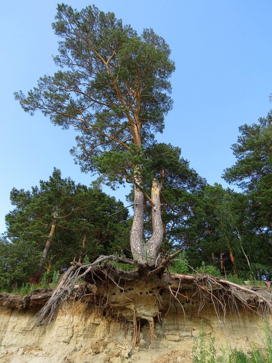 Image of Pinus sylvestris specimen.