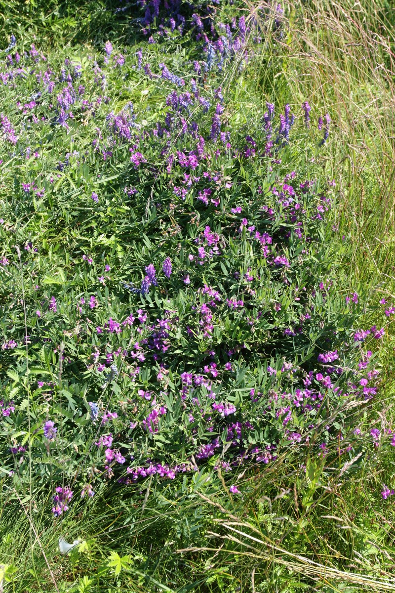 Изображение особи Lathyrus palustris.