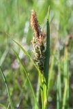 род Carex. Верхушка побега с мужскими (вверху) и женскими (внизу) соцветиями. Карелия, Лоухский р-н, окр. пос. Чкаловский, берег Белого моря, сырой приморский луг. 11.06.2020.