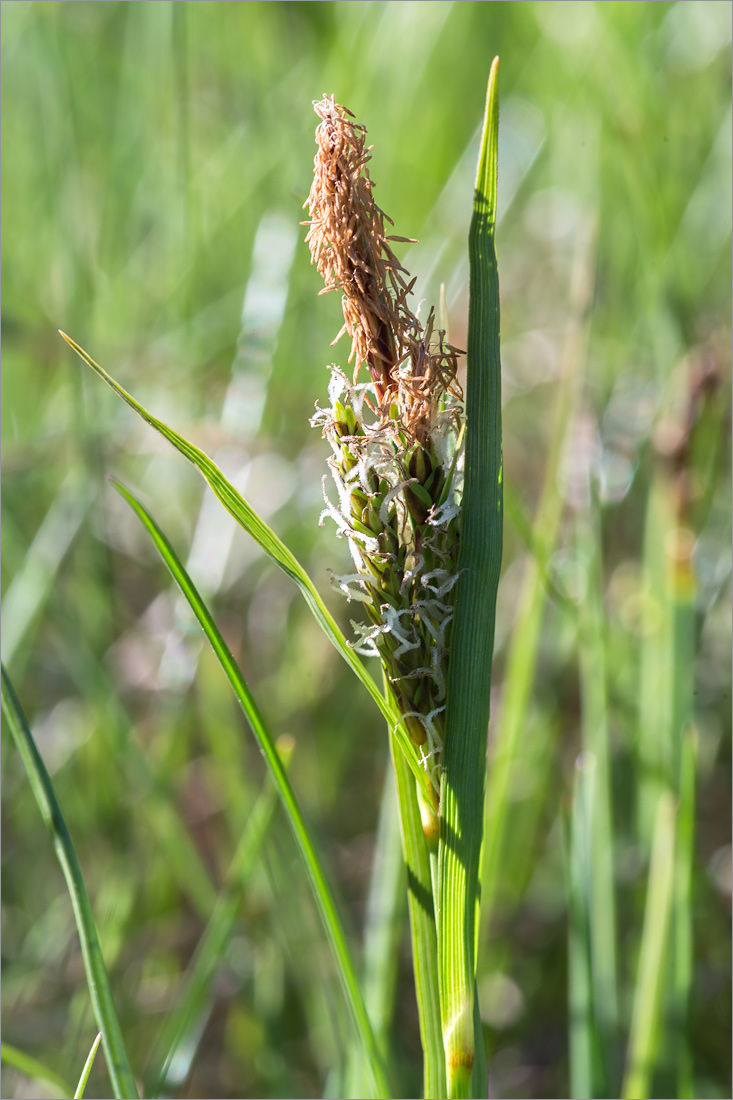 Изображение особи род Carex.