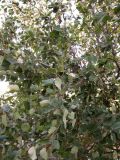 Crataegus submollis. Часть кроны плодоносящего дерева. Ставропольский край, Будённовский р-н, с. Покойное, в культуре. 18.09.2010.