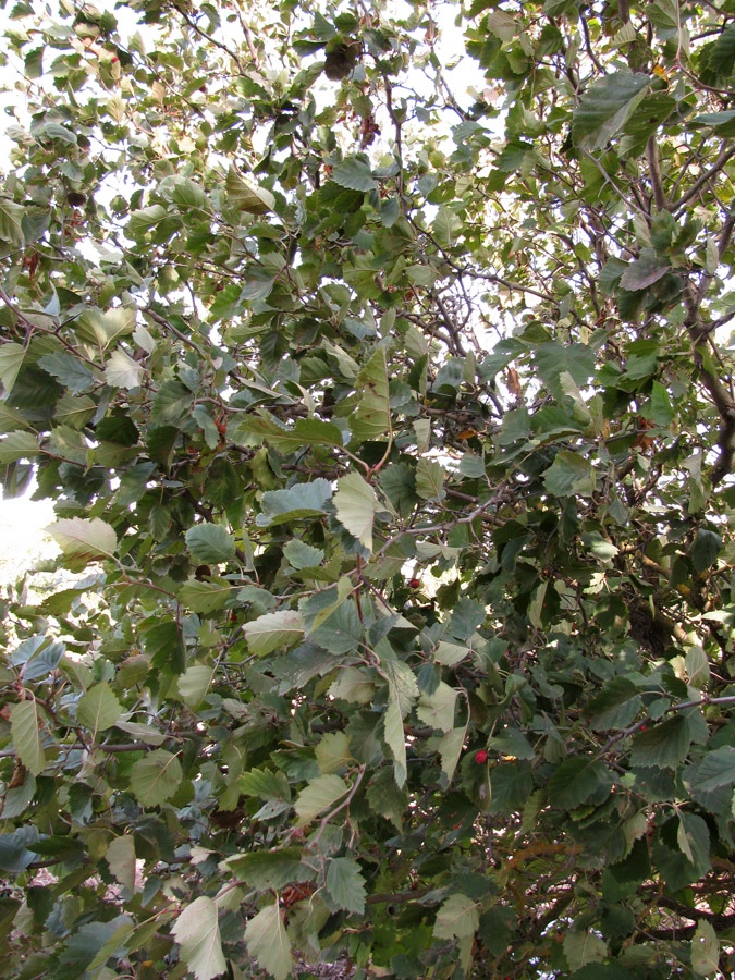 Image of Crataegus submollis specimen.