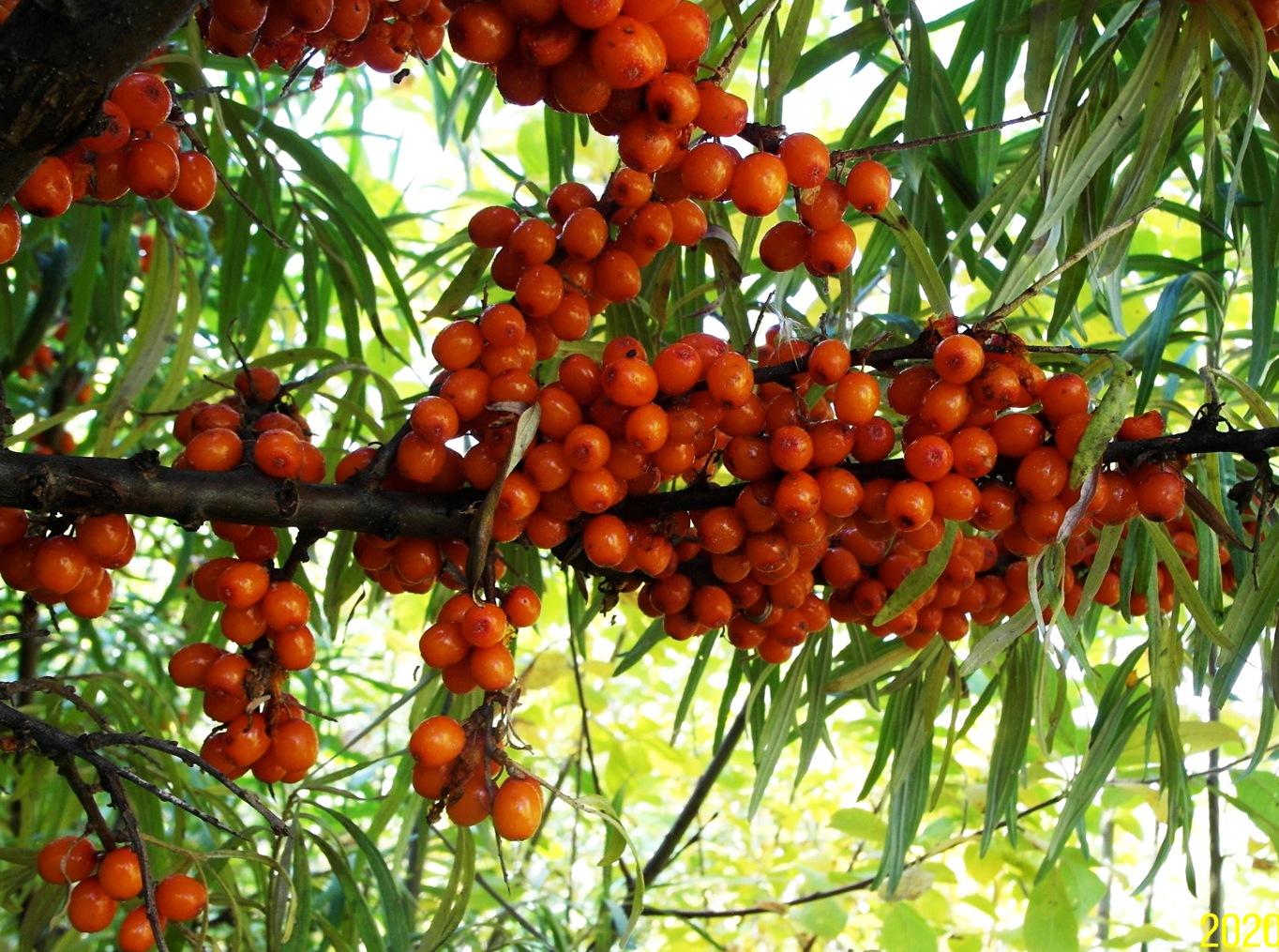 Image of Hippophae rhamnoides specimen.