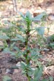 Amaranthus blitoides