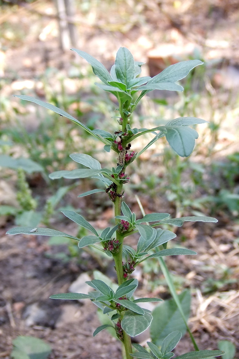 Изображение особи Amaranthus blitoides.