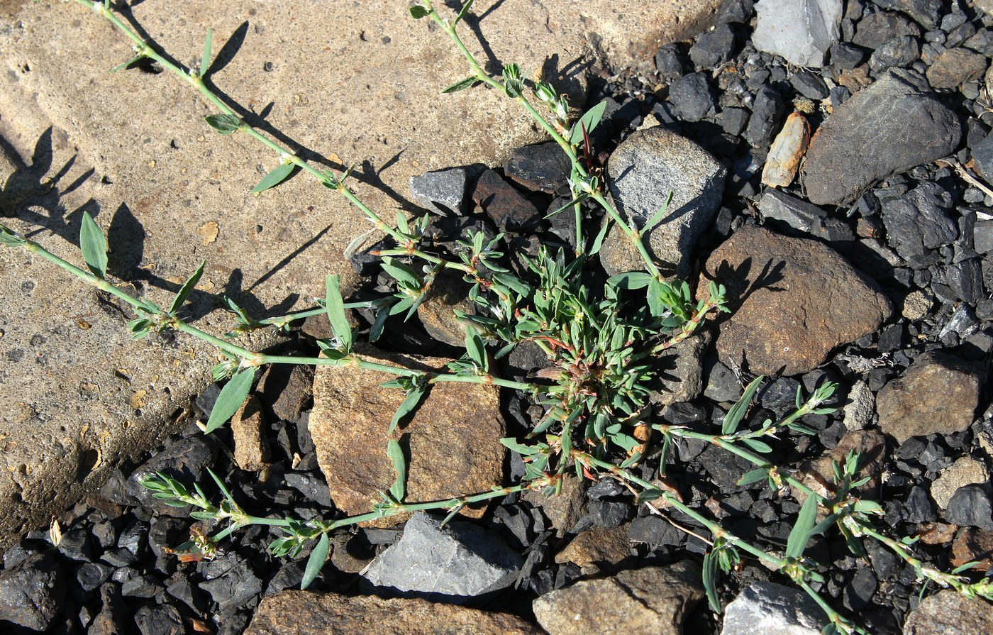 Изображение особи Polygonum rurivagum.