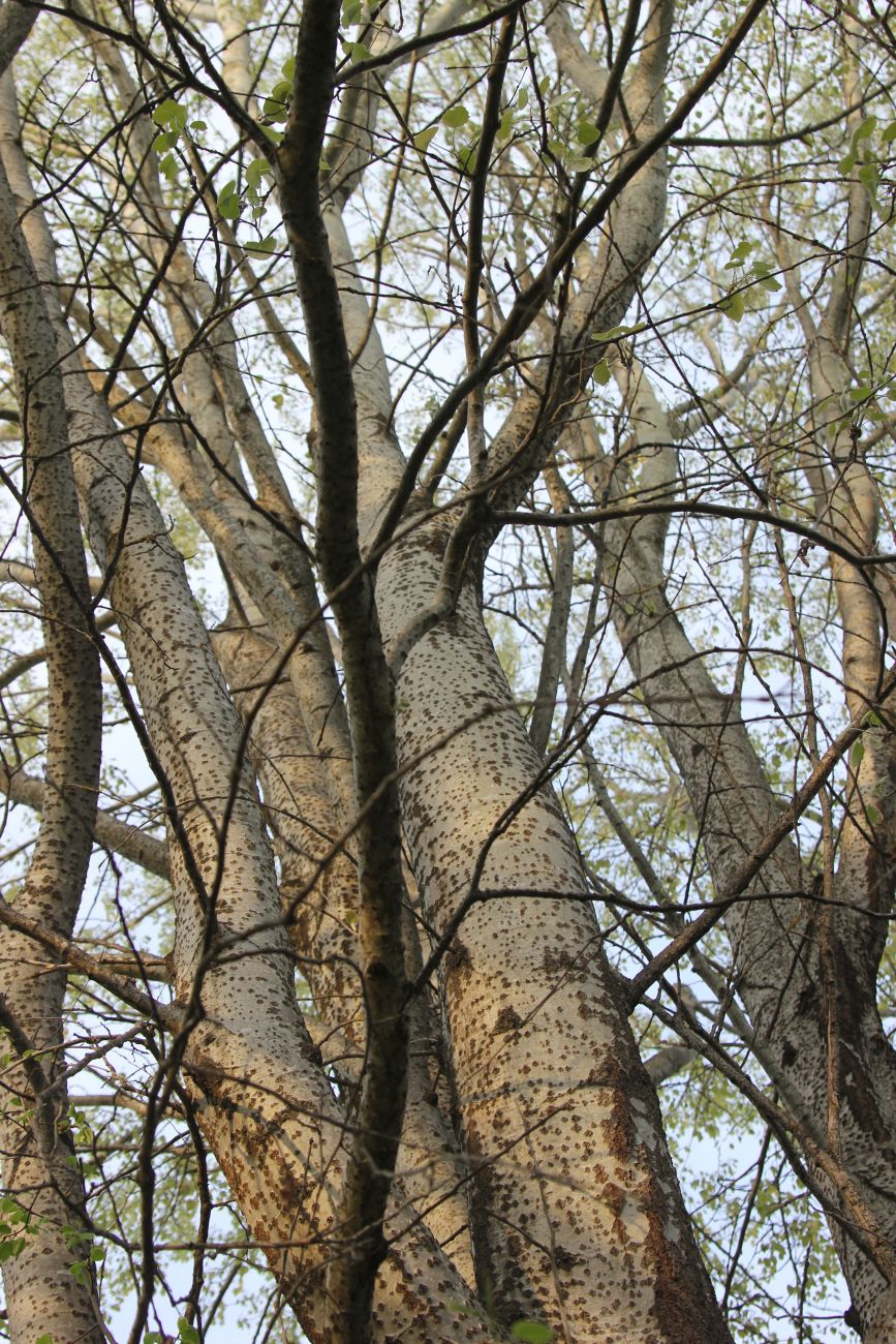 Image of Populus alba specimen.