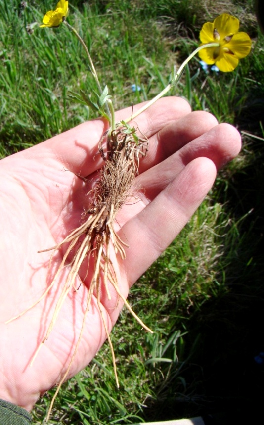 Image of genus Ranunculus specimen.