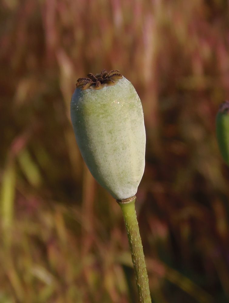 Image of Papaver stevenianum specimen.