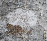 genus Lecanora. Таллом с апотециями в сообществе Melanohalea olivacea. Пермский край, Лысьвенский р-н, р. Чусовая, низовья р. Серебряная, на стволе Alnus glutinosa. 03.05.2021.