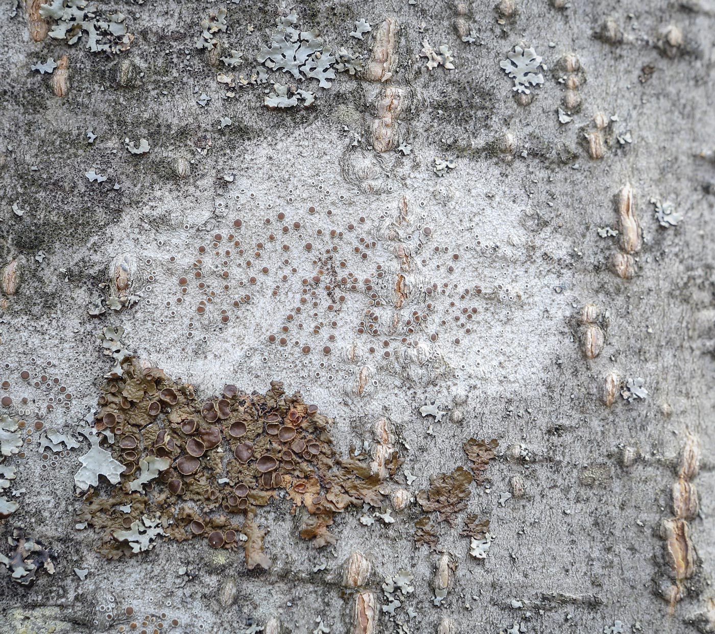 Image of genus Lecanora specimen.