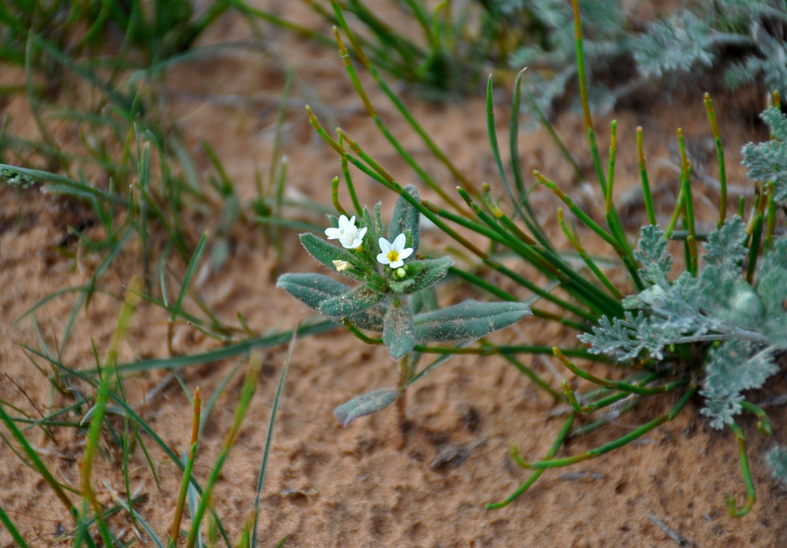 Image of Buglossoides rochelii specimen.