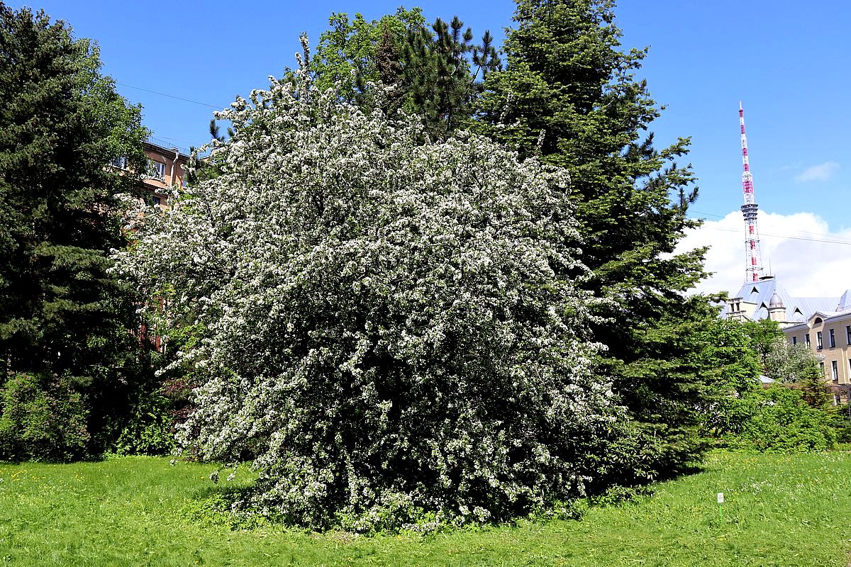 Изображение особи Malus floribunda.