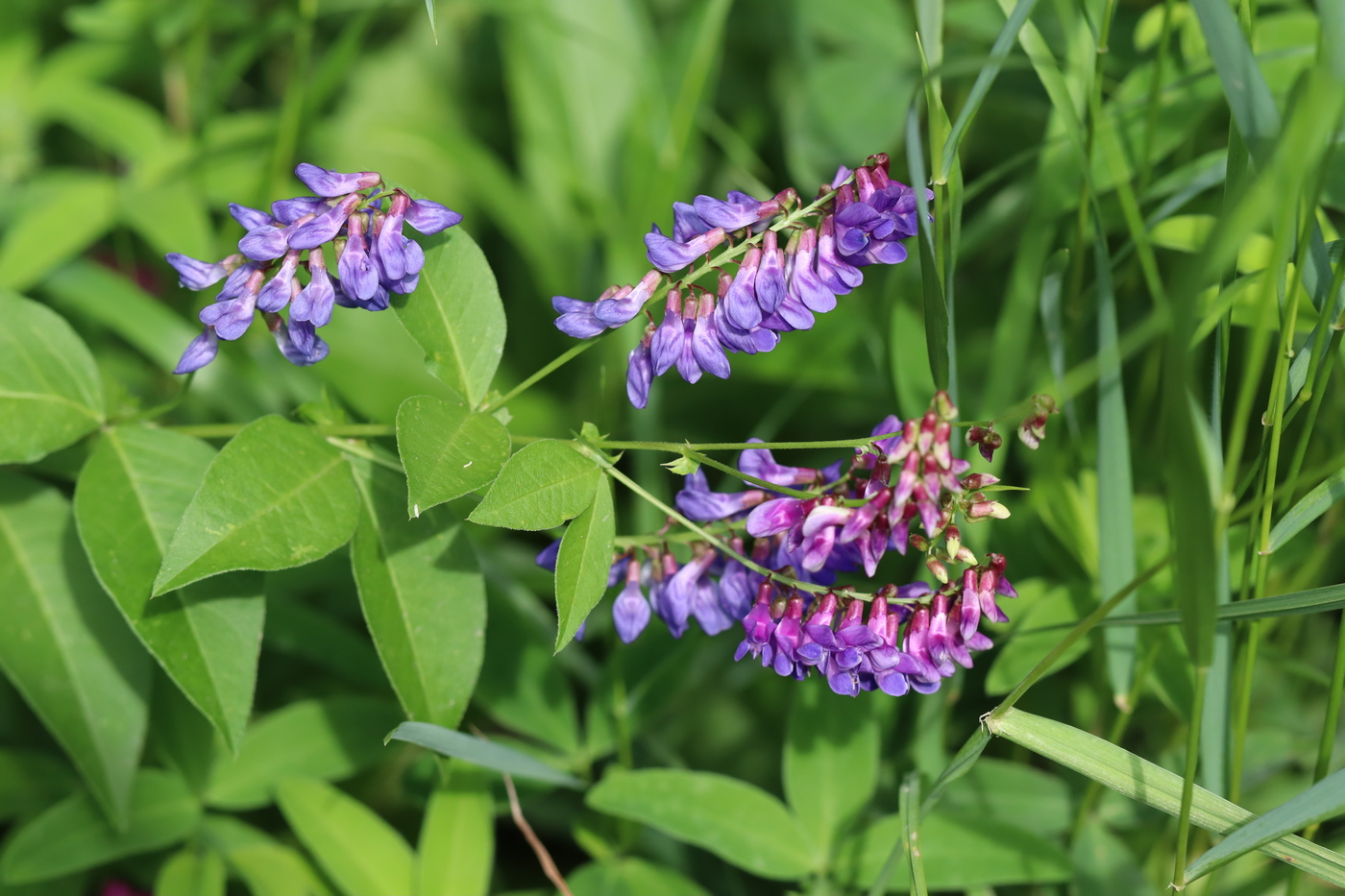 Image of Vicia unijuga specimen.