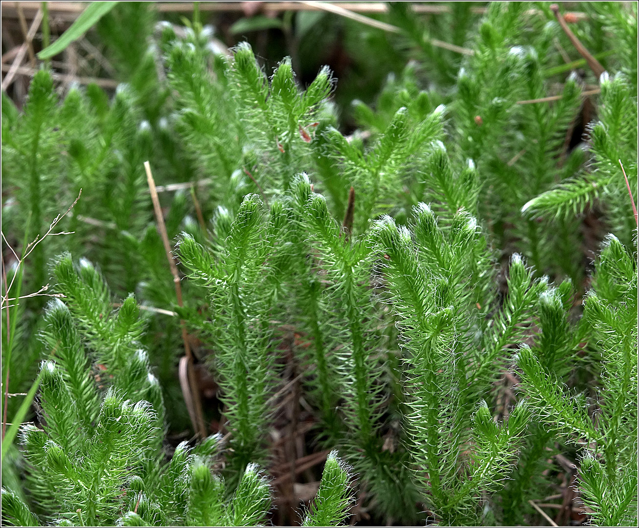 Изображение особи Lycopodium clavatum.