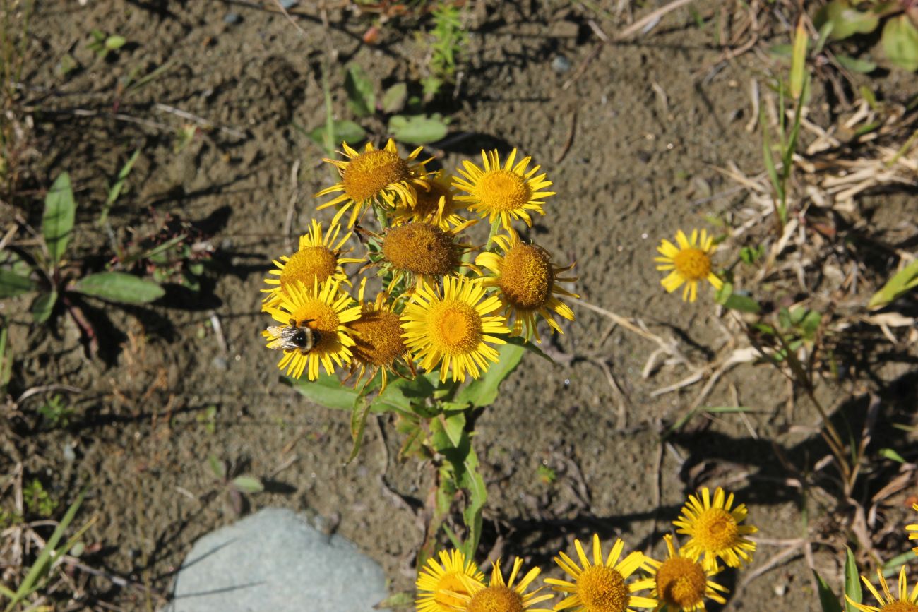 Image of Inula britannica specimen.