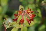 Lonicera sempervirens
