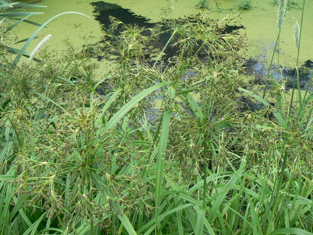 Изображение особи Scirpus orientalis.