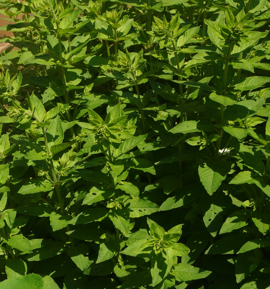 Изображение особи Lysimachia punctata.