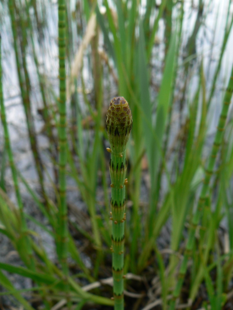 Изображение особи Equisetum fluviatile.