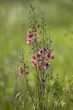 genus Verbascum