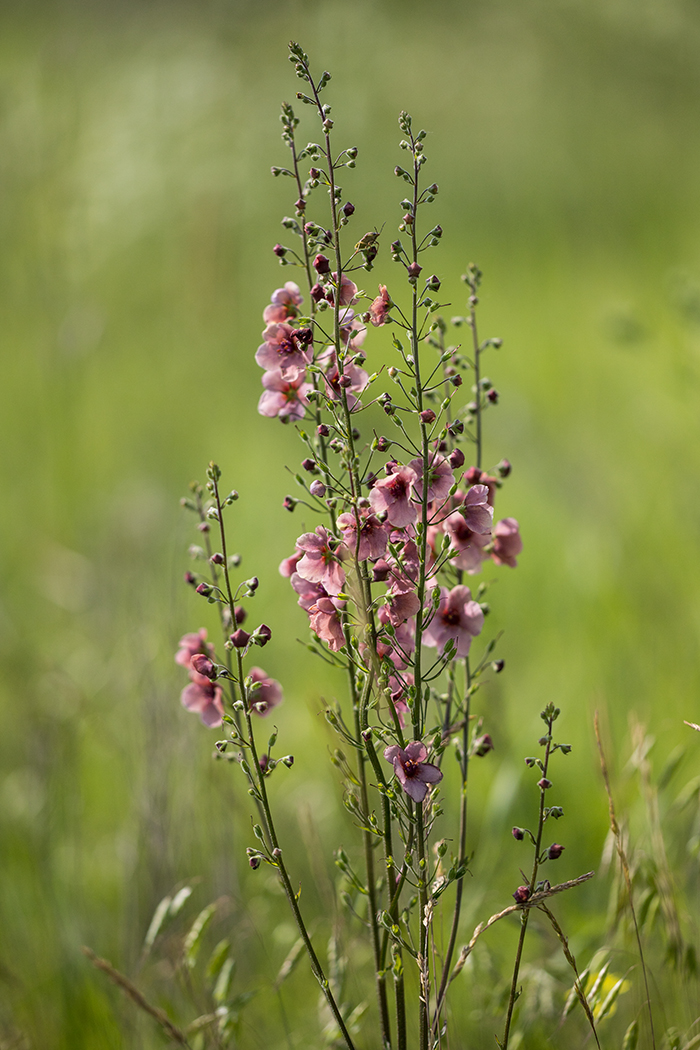 Изображение особи род Verbascum.