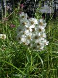 Achillea impatiens. Верхушка цветущего растения. Магаданская обл., окр. г. Магадан, 6 км основной трассы, разнотравная поляна у дороги. 30.07.2021.