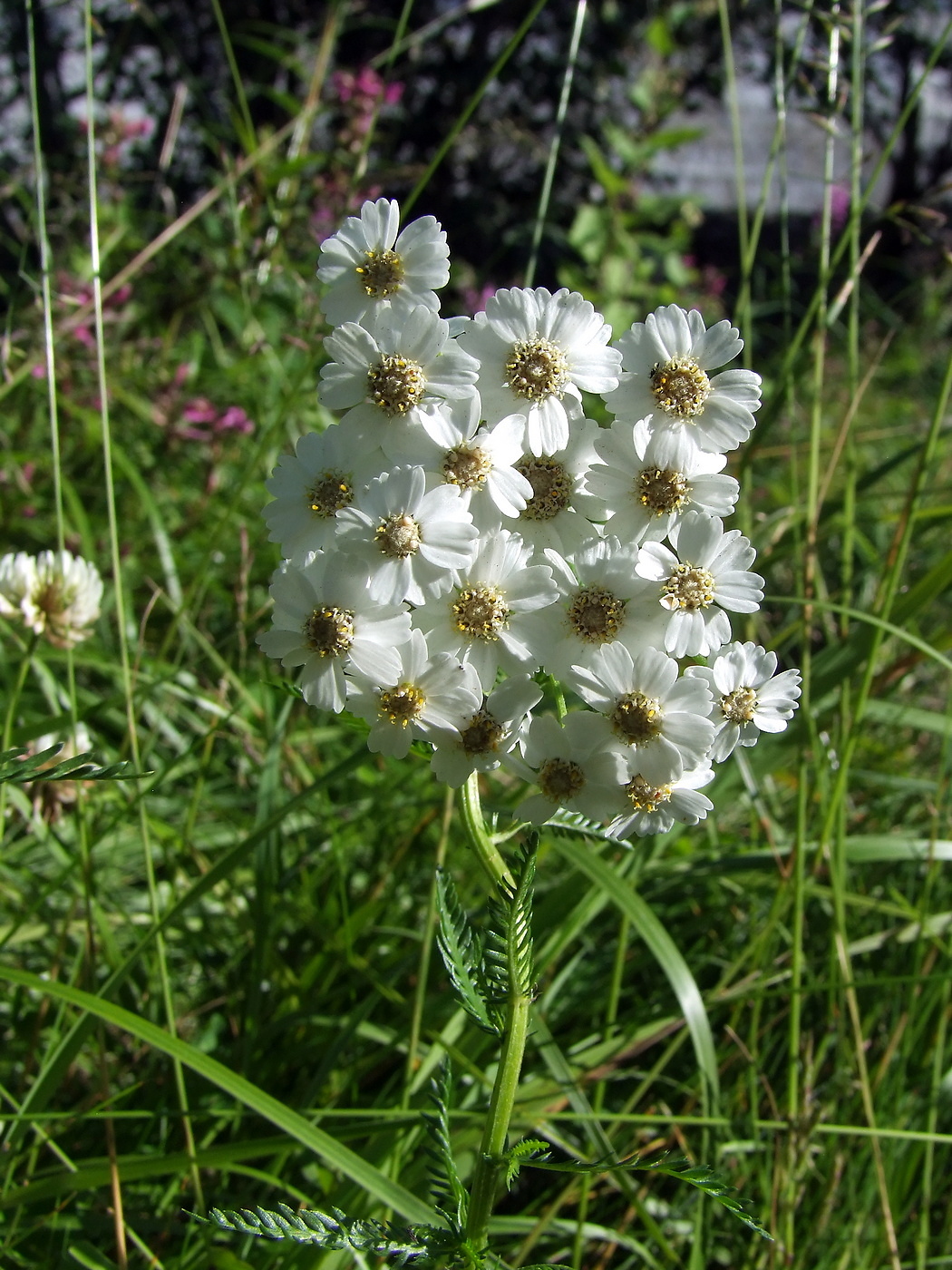 Изображение особи Achillea impatiens.