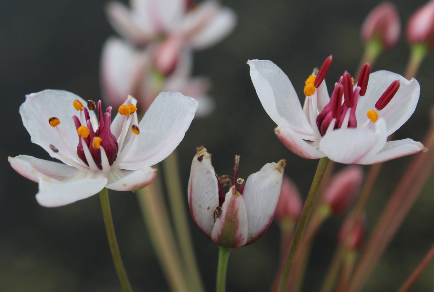 Изображение особи Butomus umbellatus.