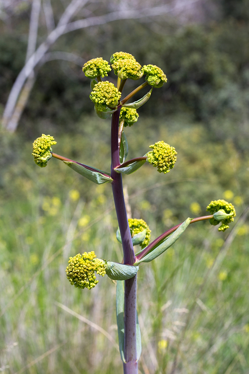 Изображение особи Ferula communis.