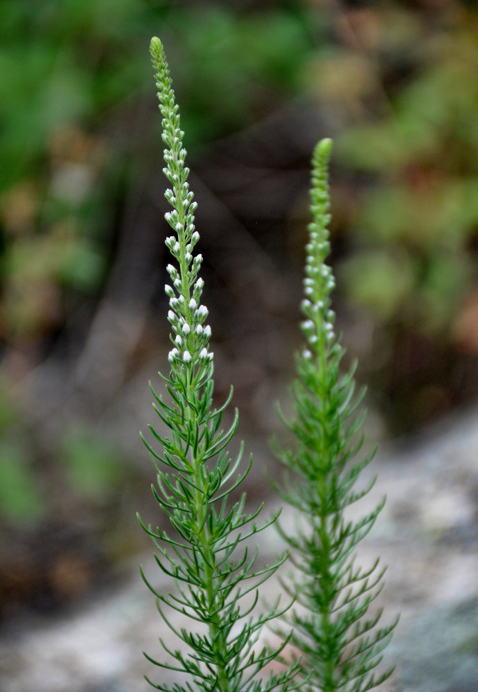 Изображение особи Veronica pinnata.