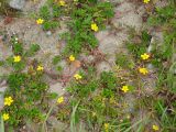 Potentilla anserina ssp. groenlandica