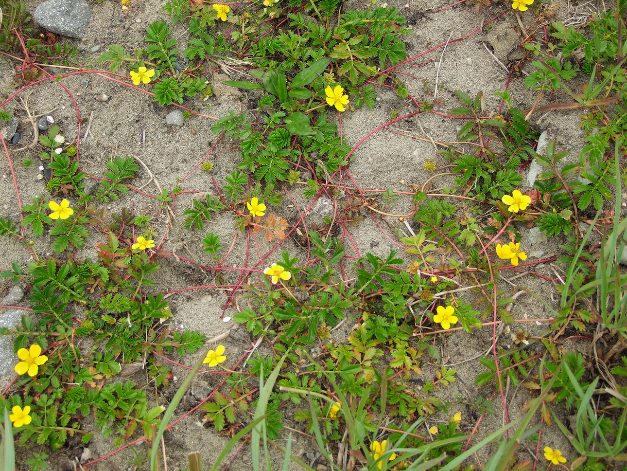 Image of Potentilla anserina ssp. groenlandica specimen.