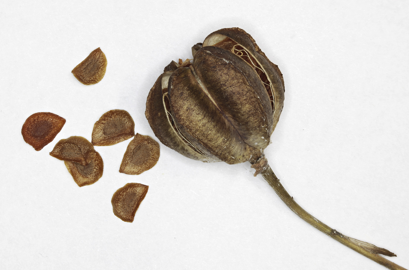 Image of Lilium distichum specimen.