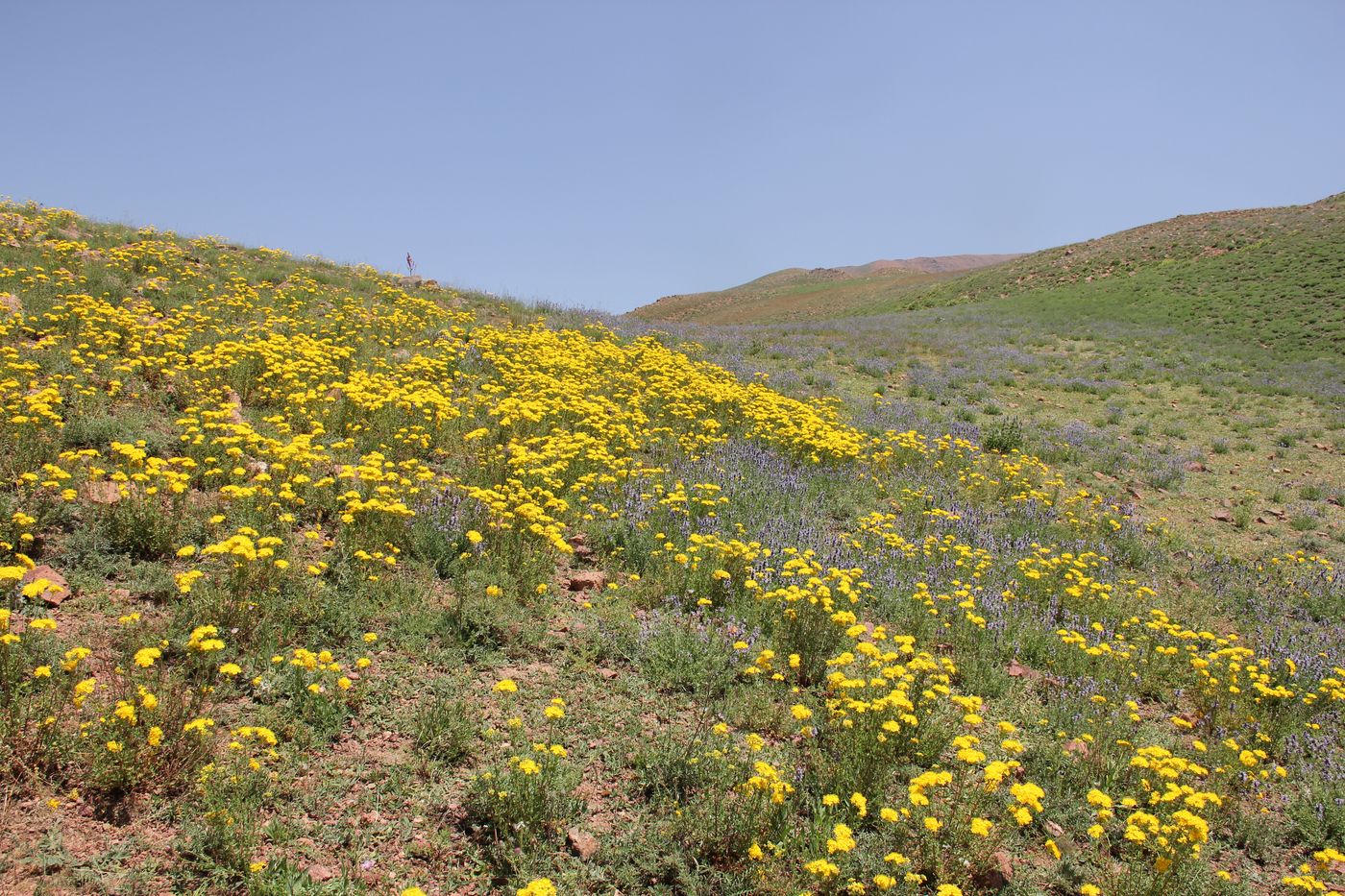 Image of Hypericum scabrum specimen.