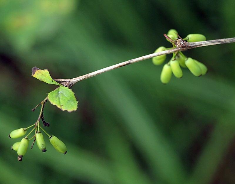 Image of Berberis amurensis specimen.
