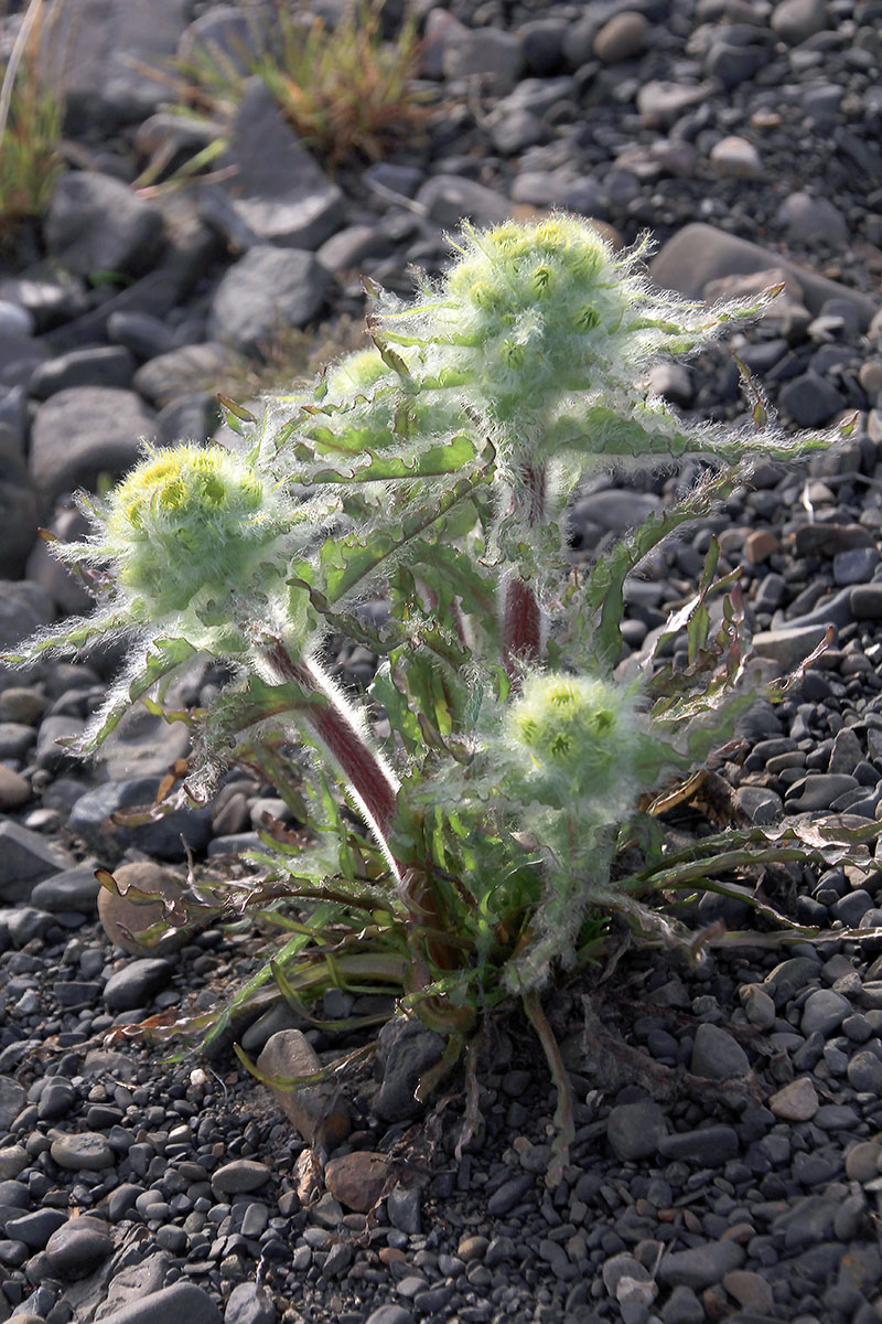 Изображение особи Tephroseris palustris.