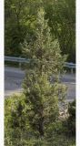 Juniperus excelsa. Одиночное растение на обочине дороги. Крым, Бахчисарайский р-н, окр. пгт Куйбышево, склон каменистого холма. 02.05.2022.