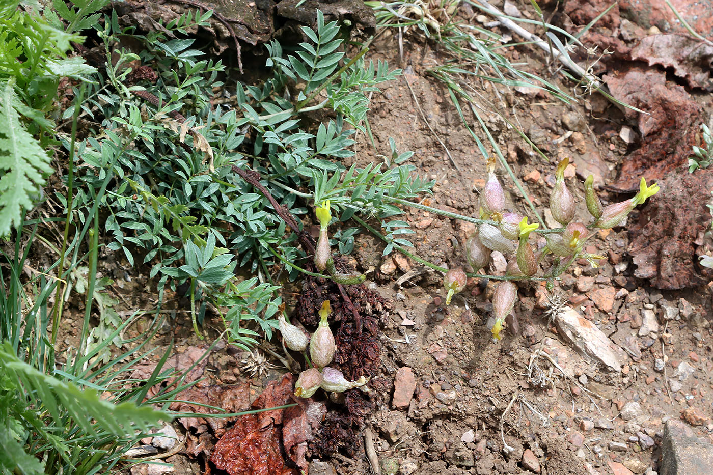 Image of Astragalus xanthomeloides specimen.