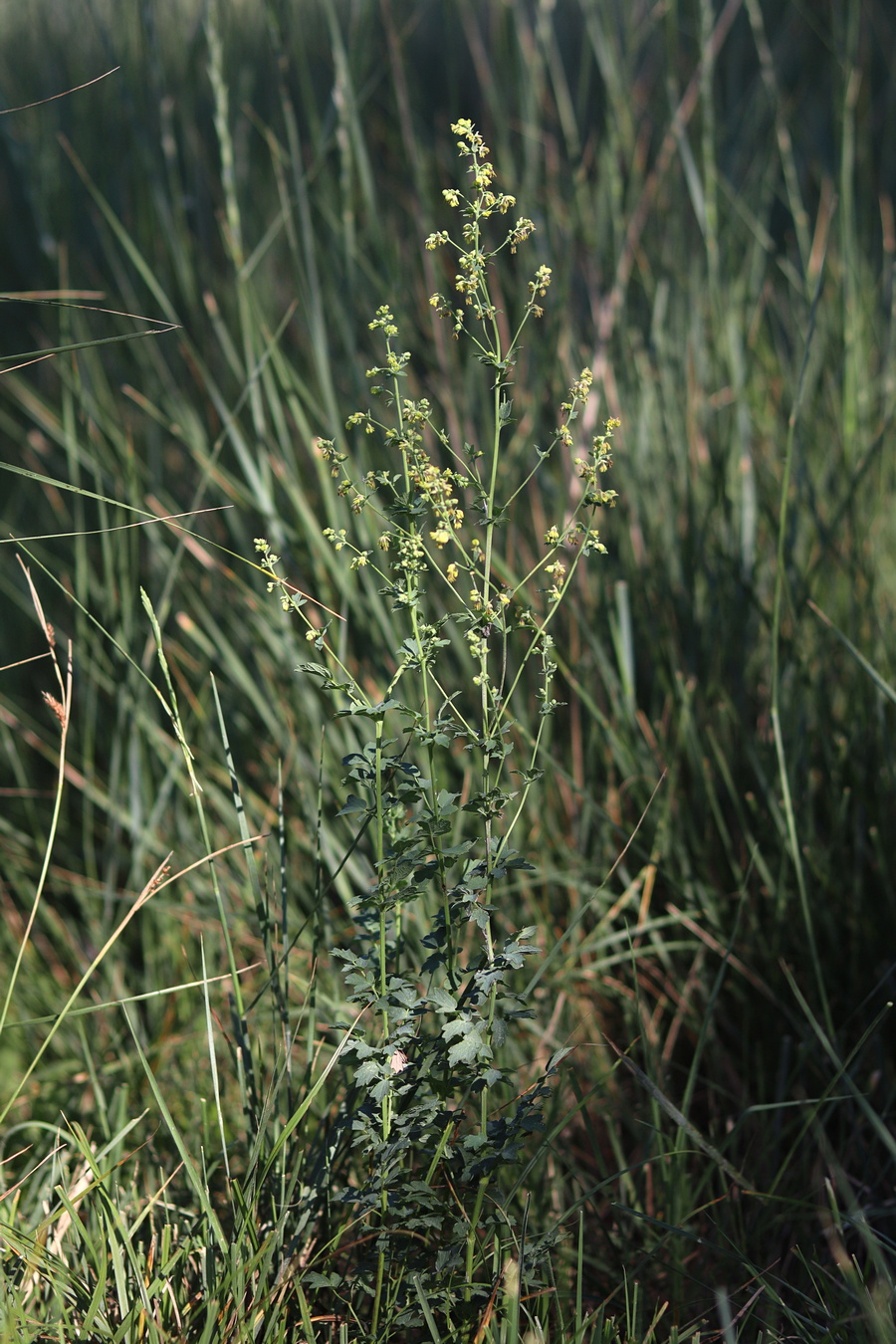 Image of Thalictrum simplex specimen.