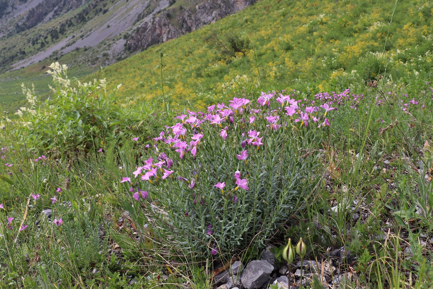 Image of Linum olgae specimen.